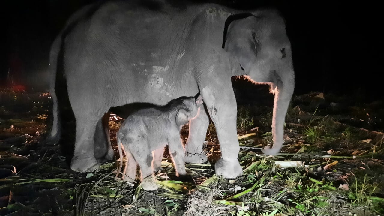 Seekor Gajah Sumatera Lahir di PKG Sebanga Riau