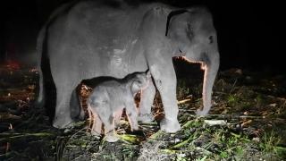 Seekor Gajah Sumatera Lahir di PKG Sebanga Riau