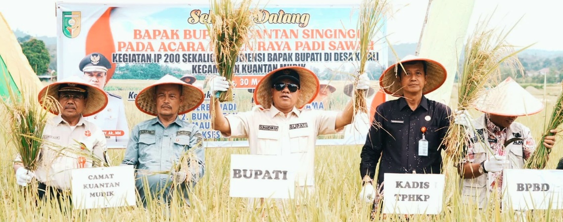 Bupati Kuansing Hadiri Panen Raya Padi IP 200 di Desa Kinali