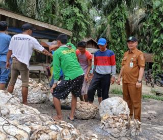 Dampak UPPB, Harga Karet Di Bengkalis Naik Signifikan