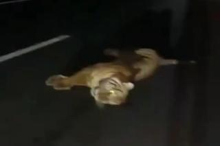 Beredar Video Seekor Harimau Mati Tertabrak di Tol Permai, HK Pastikan Hoax