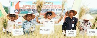 Bupati Kuansing Hadiri Panen Raya Padi IP 200 di Desa Kinali