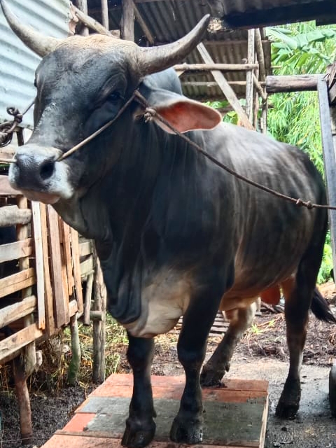 Berbobot 835 Kilogram, Ini Sapi  Jenis Brangus Bantuan Presiden RI di RiauÂ