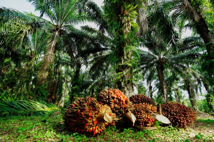 Harga TBS Kelapa Sawit Mitra Plasma di Riau Turun Jadi Rp2.916 per Kg
