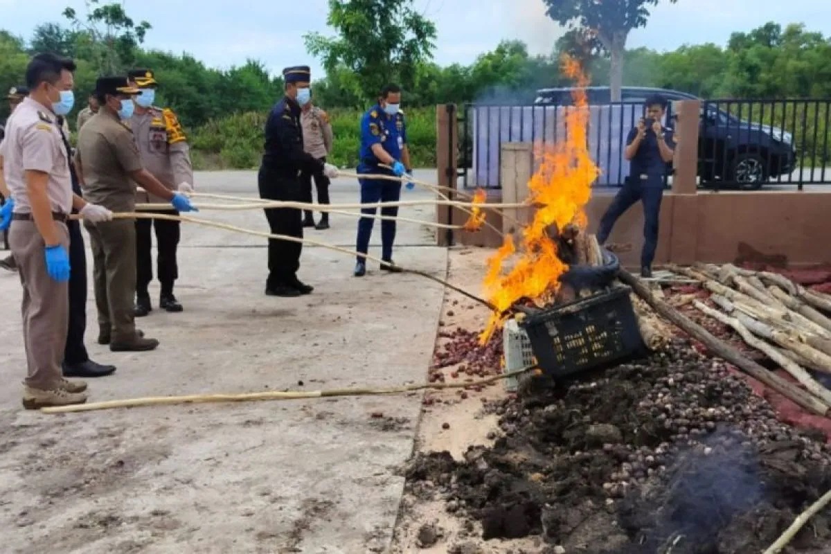 45,5 Ton Awang Merah dan Mangga Ilegal Dimusnahkan Karantina Riau