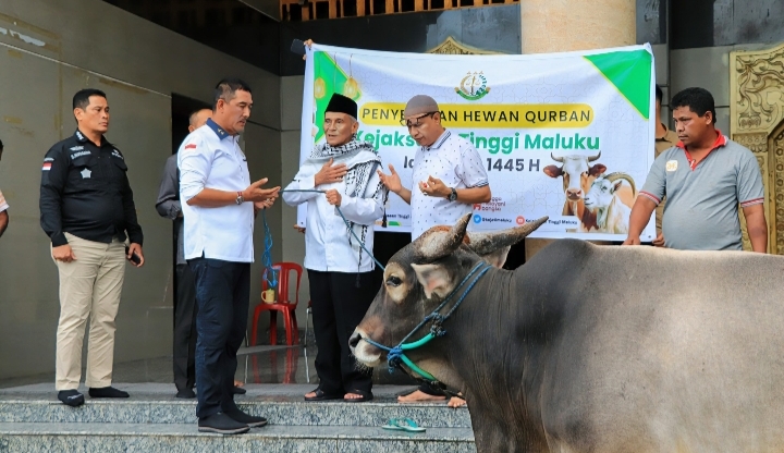 Kajati Maluku Berqurban , Satu Ekor Sapi diserahkan di Masjid Raya Al- Fatah Ambon