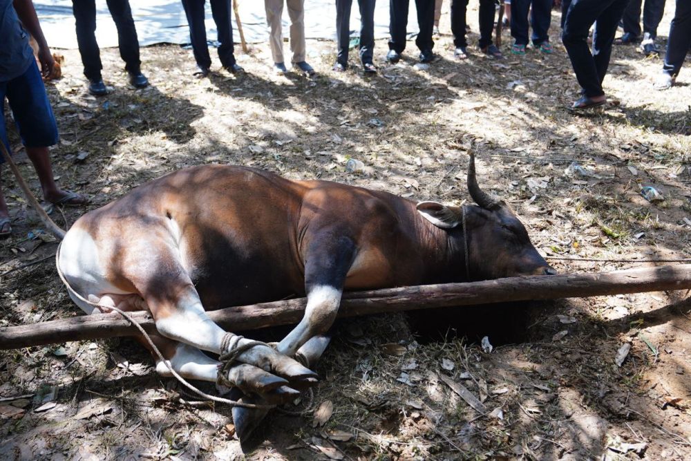 Pemkot Pekanbaru Siap Sembelih 34 Ekor Sapi Kurban
