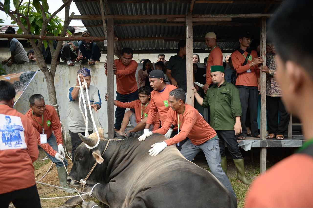Pj Gubri bersama Warga Saksikan Penyembelihan Hewan Kurban Bantuan Presiden Jokowi
