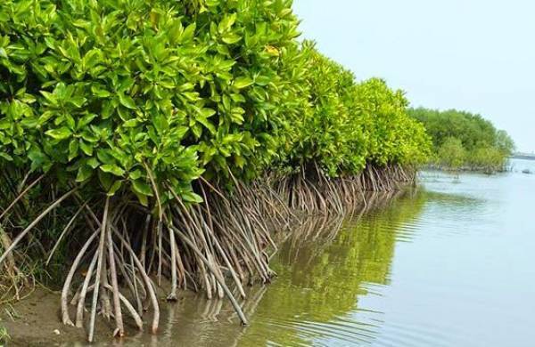 Penanaman Mangrove di 5 Kabupaten Duga Belum Terealisasi, G3S Segera Laporkan Ma