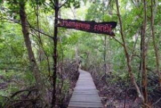 7.162 Ha Mangrove di 7 Kabupaten/Kota Riau Sudah Direhabilitasi
