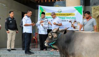 Kajati Maluku Berqurban , Satu Ekor Sapi diserahkan di Masjid Raya Al- Fatah Ambon