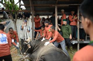 Pj Gubri bersama Warga Saksikan Penyembelihan Hewan Kurban Bantuan Presiden Jokowi