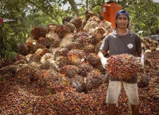 Harga TBS Kelapa Sawit Mitra Plasma di Riau Dihargai Rp2.942 per Kg
