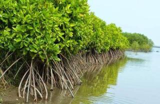 Penanaman Mangrove di 5 Kabupaten Duga Belum Terealisasi, G3S Segera Laporkan Ma
