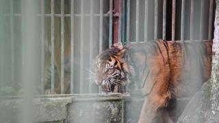 BKSDA Lepasliarkan Harimau Sumatera yang Ditangkap di Pasaman ke Riau