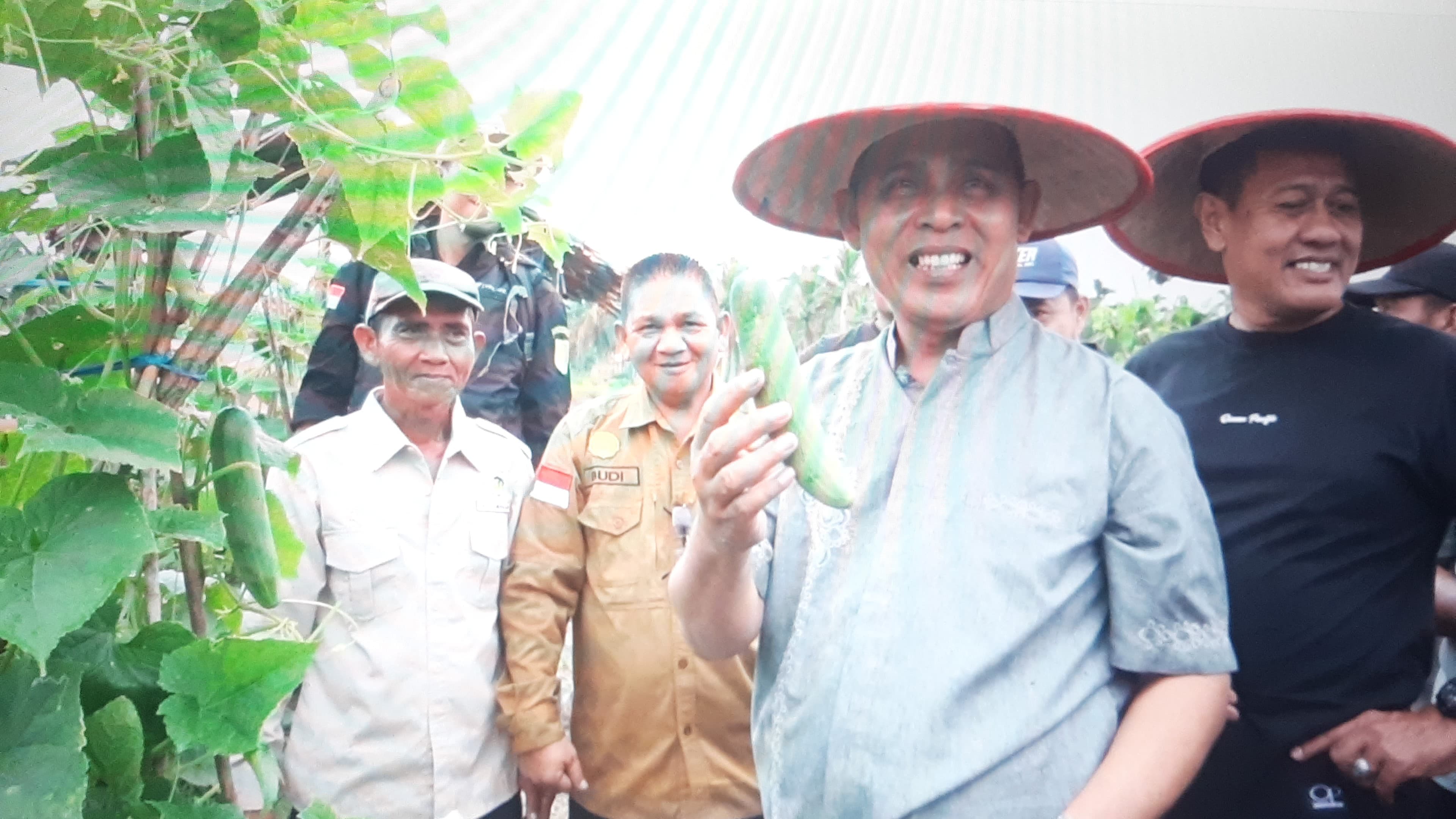 Pj Bupati Inhil Lakukan Panen Mentimun dan Cabai Bersama Kelompok Tani Indah Jadi Parit Hijrah