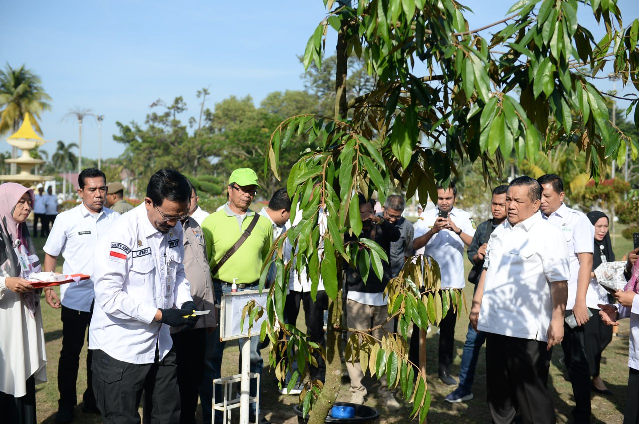 Puluhan Pohon Bibit Durian Musang King Ditanam di Kompleks Rumah Dinas Gubri