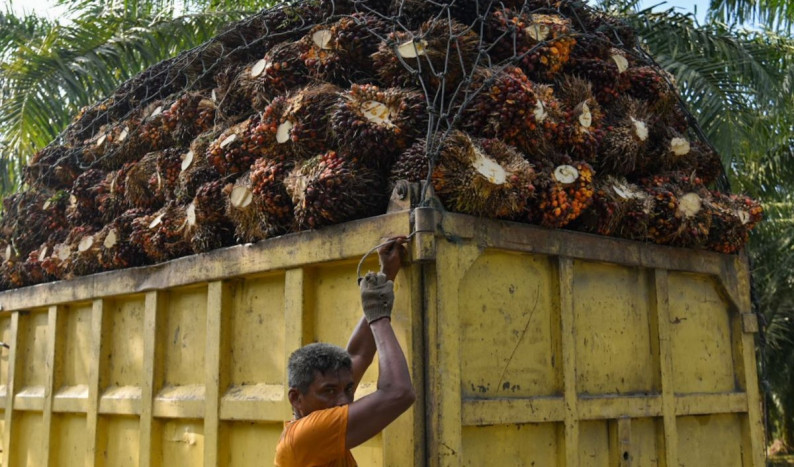 Harga Kelapa Sawit Mitra Plasma di Riau Naik Jadi Rp3.045 per Kg
