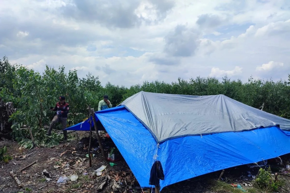 BBKSDA Riau Kosongkan Lokasi Harimau Sumatera Menyerang Manusia di Teluk Meranti