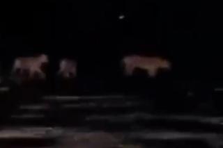 Viral! Empat Harimau Sumatra Melintasi Jalan Tanah di Pelalawan