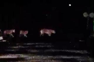 Benarkan Video 4 Harimau yang Viral, Begini Penjelasan BBKSDA RiauÂ 
