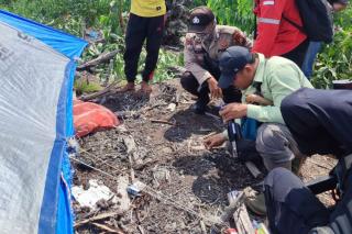 Tertidur Pulas, Pekerja Perkebunan Akasia di Pelalawan Diterkam Harimau