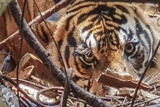 Bukan di Riau, Balai BKSDA Klarifikasi Video Viral Wajah Warga Rusak Diserang Harimau