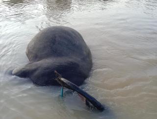 Dinas PKH Riau Siapkan Tim Telusuri Penyebab Kematian Puluhan Kerbau di Kampar