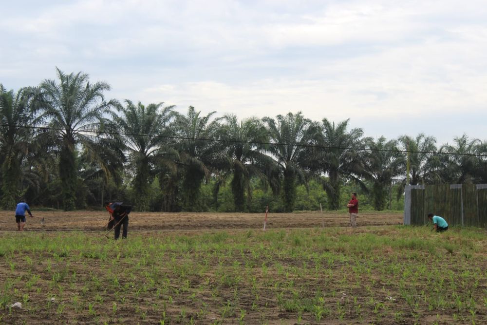 Dukung Ketahanan Pangan Daerah, Pemkab Kampar Lakukan Kerja Sama dengan Lapas 2 A Bangkinang