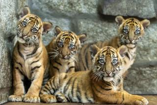 Empat Harimau Sumatra Lahir di Kebun Binatang di Polandia