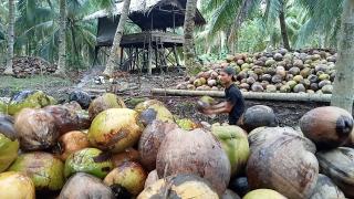 Harga Kelapa di Inhil Alami Kenaikan yang Signifikan
