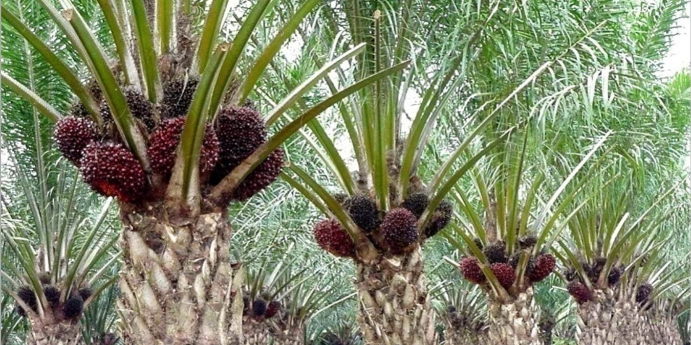 Kelapa Sawit Mitra Plasma Minggu Ini Dihargai Rp3.725 per Kg