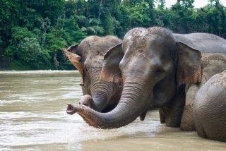 Selamatkan Gajah Sumatra: BUMN Sumbangkan Ribuan Bibit Pohon