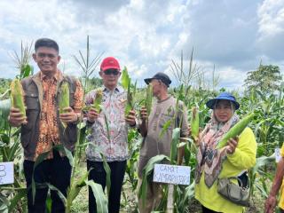 Bersama Warga Muara Jalai, Kadis Ketapang Kampar Panen Jagung dan Pangan LokalÂ 