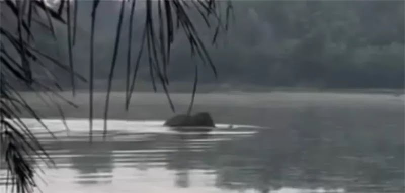 Gajah Liar Muncul di Pekanbaru, BKSDA Riau Lakukan Penanganan