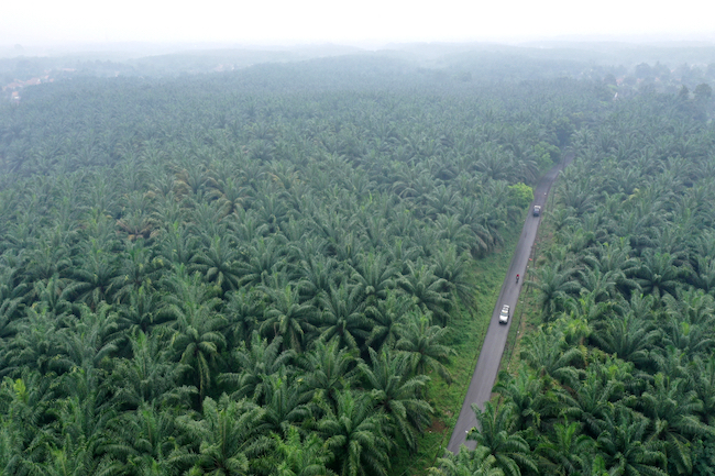 Tak Ada Lawan, Riau Masih Jadi Lumbung Kelapa Sawit Terbesar di Indonesia