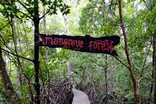 Lindungi Pesisir, Riau Targetkan Rehabilitasi 7.498 Hektare Mangrove hingga 2027