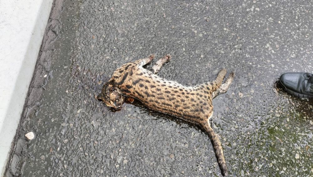 Macan Akar Jadi Korban Tabrak Lari di KM 78 Tol Dumai-Pekanbaru