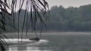 Heboh! Ada Gajah Liar Berenang di Danau Kayangan Rumbai Pekanbaru