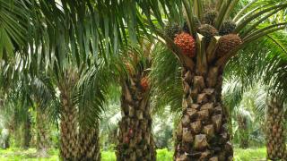 Harga Kelapa Sawit Mitra Plasma Minggu Ini Rp3.730 per Kg