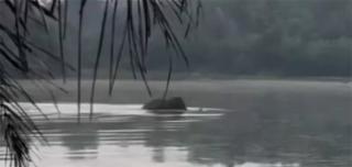 Gajah Liar Muncul di Pekanbaru, BKSDA Riau Lakukan Penanganan