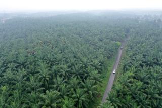 Tak Ada Lawan, Riau Masih Jadi Lumbung Kelapa Sawit Terbesar di Indonesia
