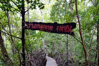 Lindungi Pesisir, Riau Targetkan Rehabilitasi 7.498 Hektare Mangrove hingga 2027