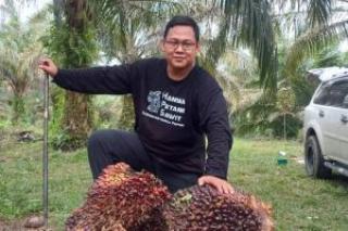 Harga TBS Kelapa Sawit Mitra Swadaya di Riau Rp 3.614,47/Kg