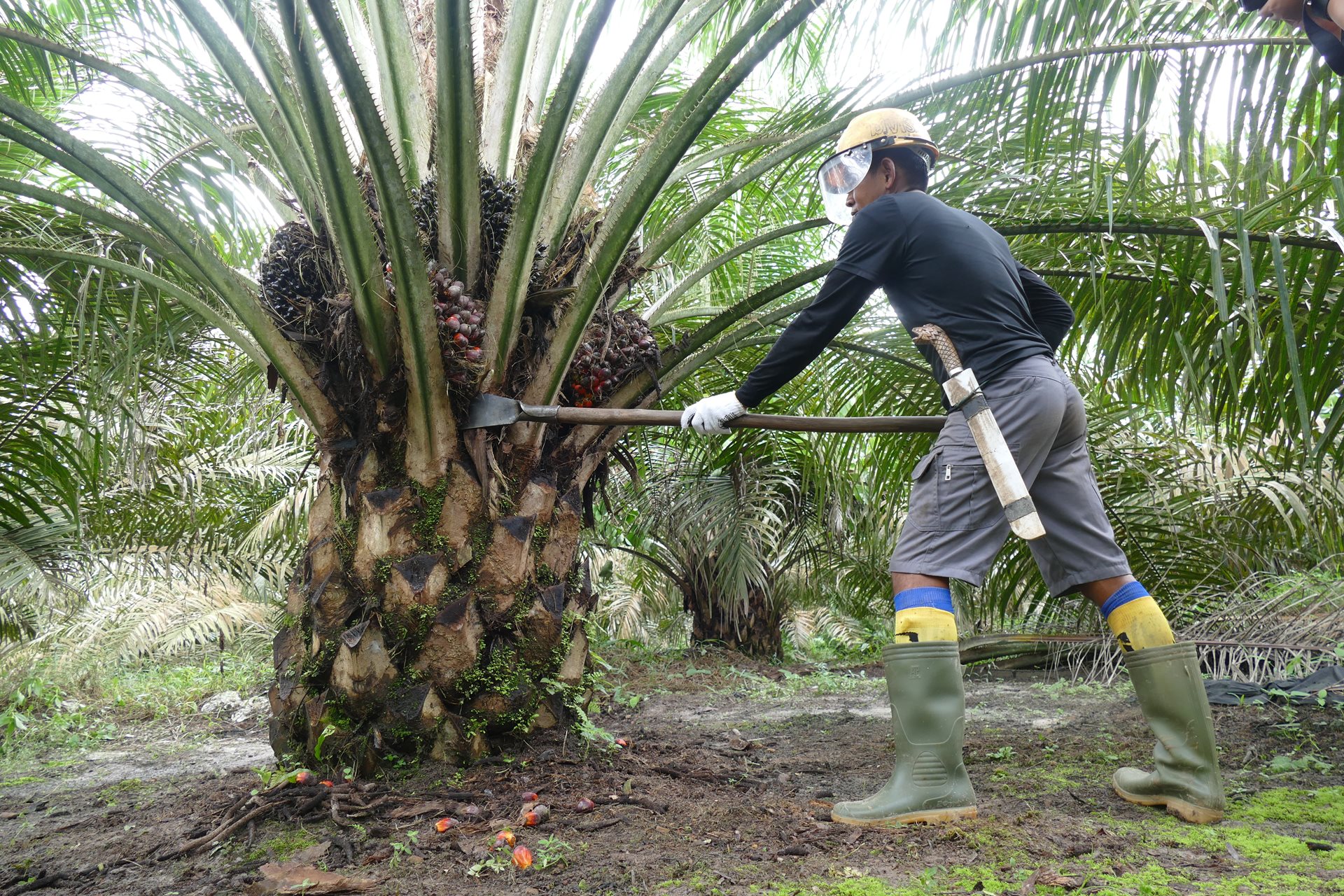 Harga TBS Kelapa Sawit Mitra Swadaya di Riau Rp 3.614,47 per kilogram