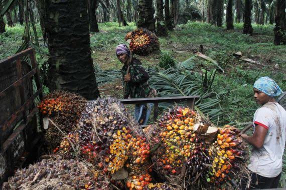 Turun, Harga TBS Kelapa Sawit Mitra Swadaya di Riau Jadi Rp 3.435,15/Kg