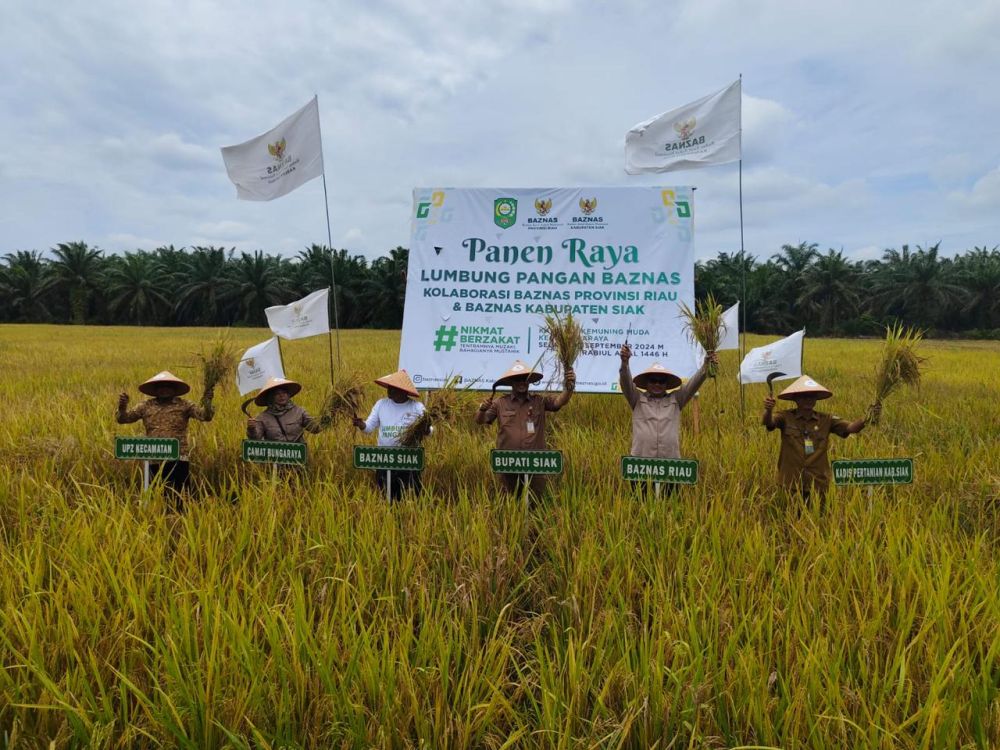 Manfaatkan Zakat, Baznas Riau Sukses Kembangkan Padi di Siak