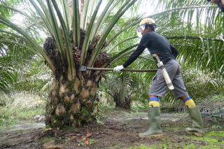 Harga TBS Kelapa Sawit Mitra Swadaya di Riau Rp 3.614,47 per kilogram
