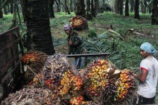 Turun, Harga TBS Kelapa Sawit Mitra Swadaya di Riau Jadi Rp 3.435,15/Kg
