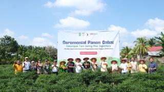 BI Riau Panen Perdana Komoditas Cabai Merah di Kabupaten Kampar